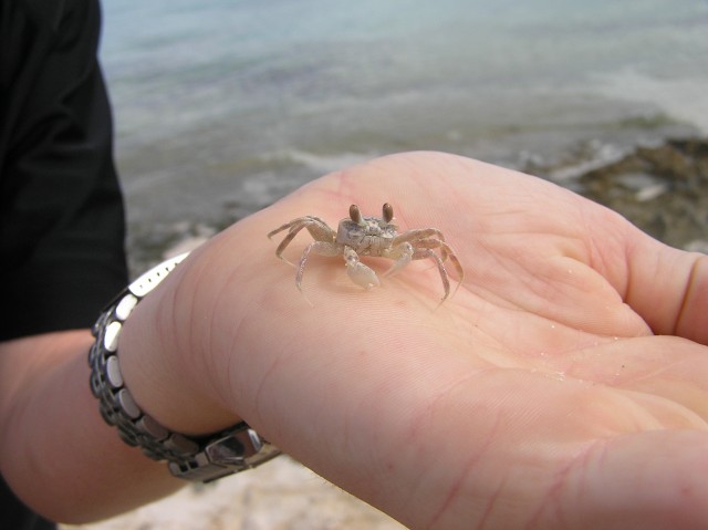 Ghost Crab